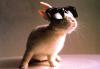 March Hare